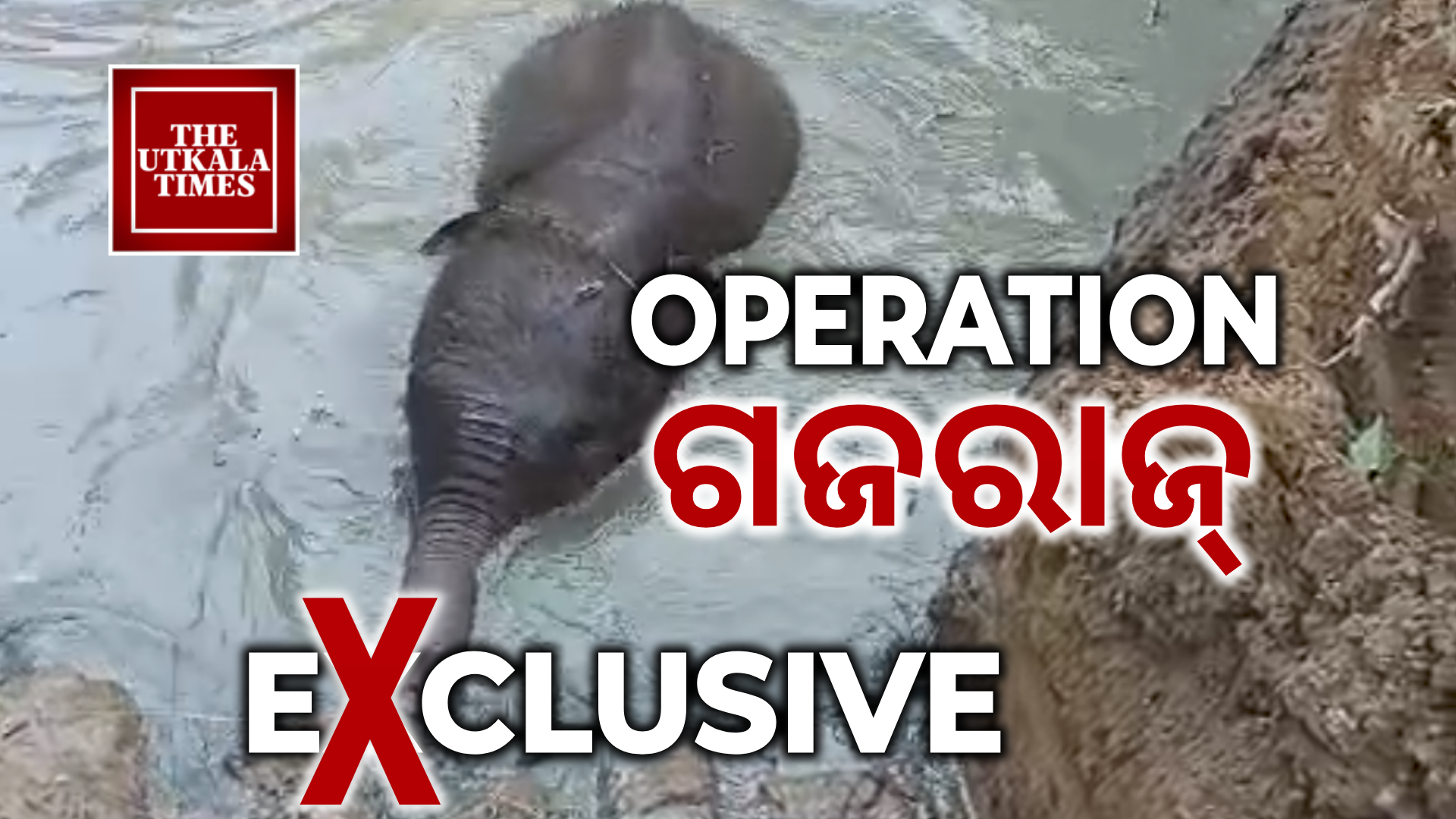 ଖୋର୍ଦ୍ଧା ବନ ଖଣ୍ଡ ରଣପୁର ରେଞ୍ଜ, ହାତୀ ଛୁଆ ଉଦ୍ଧାର।